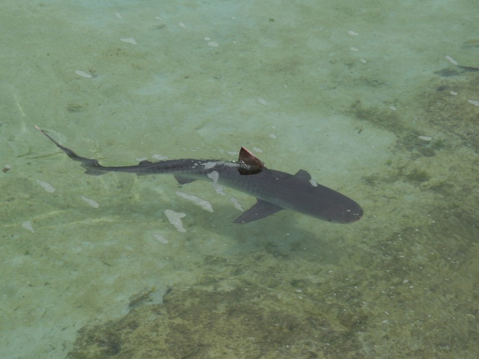 Shark Awareness Day  - Reef Shark