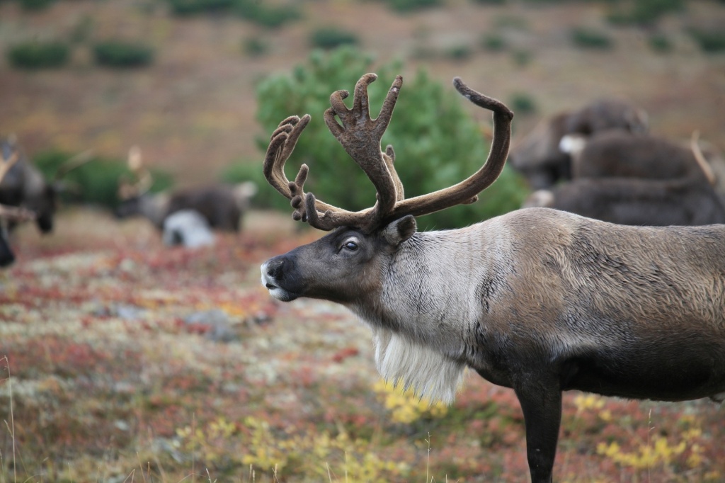 Reindeer  (Rangifer tarandus)  - Caribou