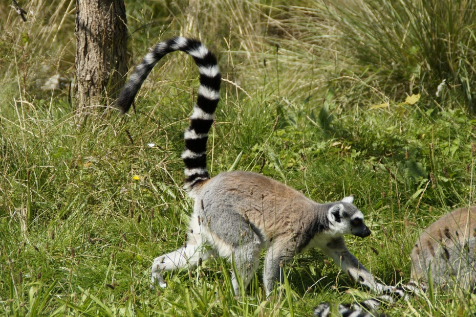 Ring Tailed Lemur