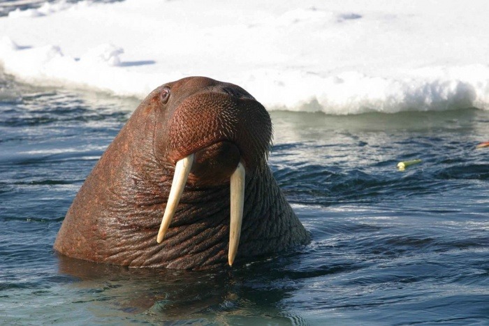 World Walrus Day - Walrus