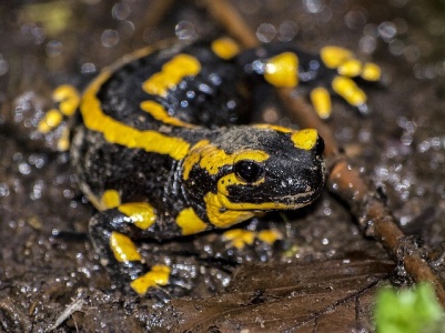 WATW Home -Salamander