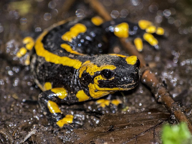 Wildlife Information - Salamander