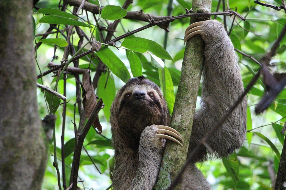 Three-Toed Sloth