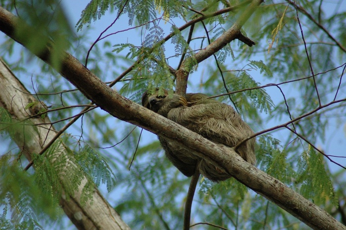 International Sloth Day - Sloth