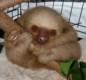 Baby 2Toed Sloth