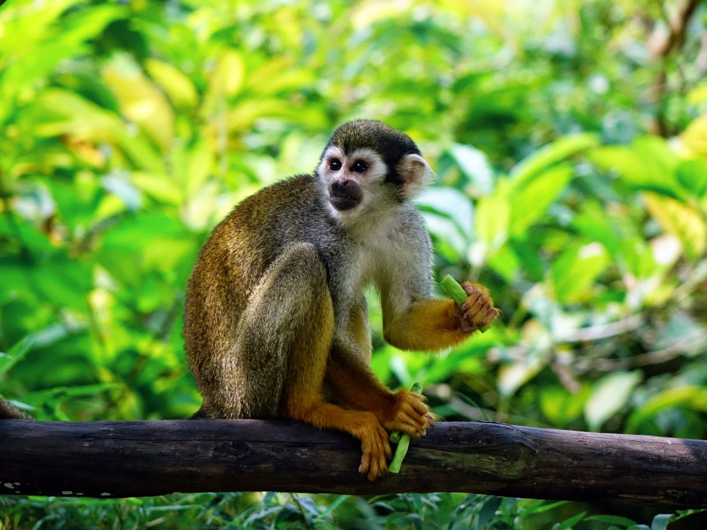 International Monkey Day - Squirrel Monkey