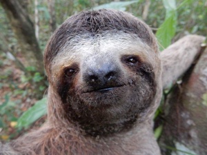 3 Toed Sloth