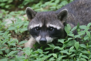 Raccoon