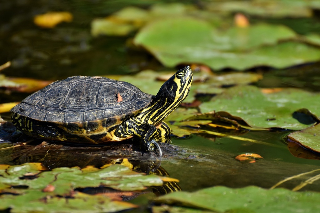 World Turtle Day - Turtle