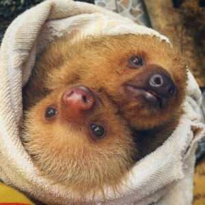 2 Toed Sloths