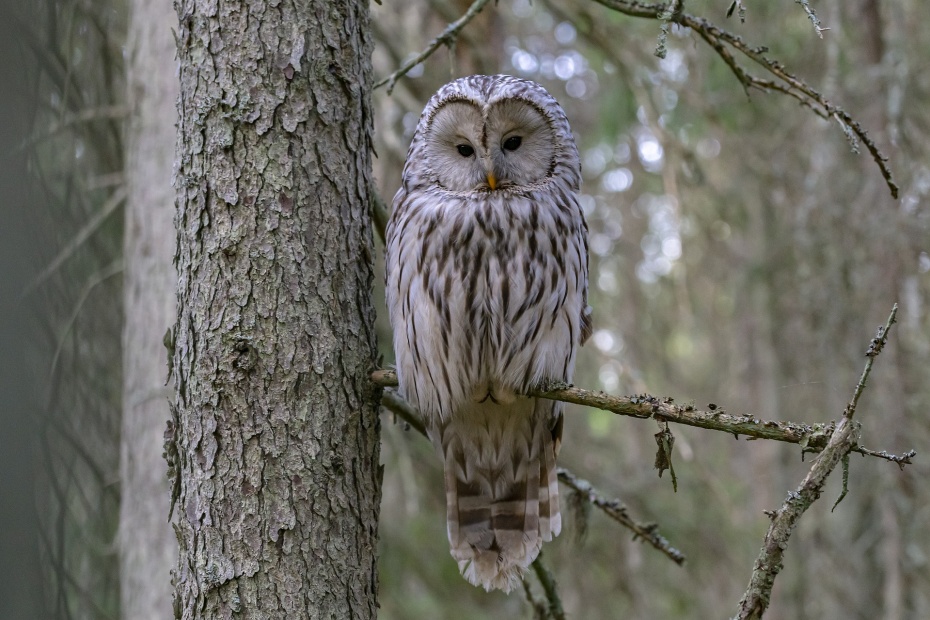 Ural Owl