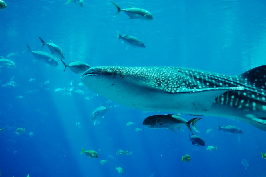 Whale Shark