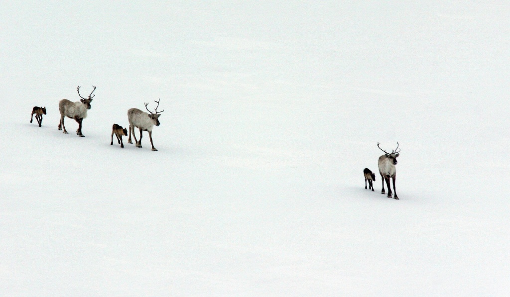 Reindeer (Rangifer tarandus)