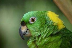 Yellow Naped Amazon Parrot