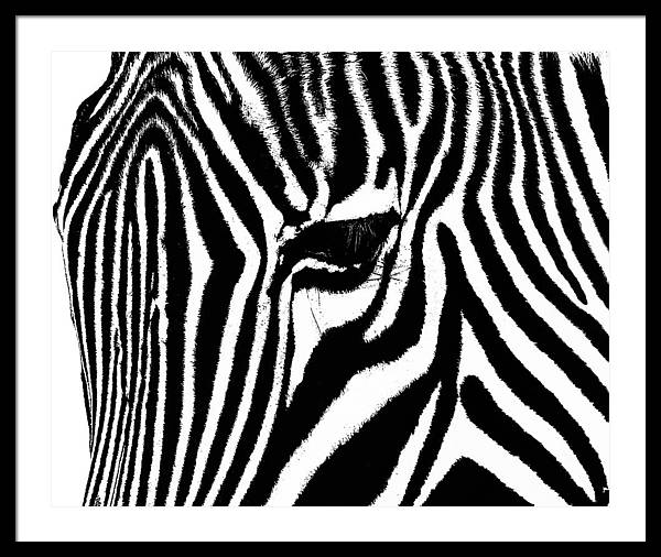 Zebra Photo Artwork - Zebra Framed Photo