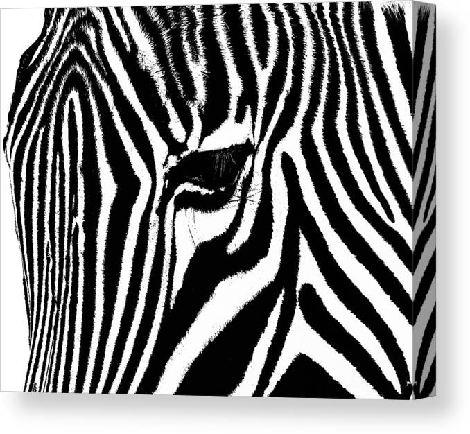 Zebra Photo Artwork - Zebra Canvas Print 